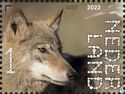 Wolf (Canis lupus)