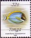Powder-blue Surgeonfish (Acanthurus leucosternon)