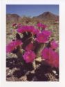 Death Valley. Funeral Mountains. Beavertail Cactus