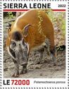 Bush Pig (Potamochoerus porcus)