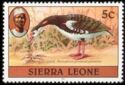 Spur-winged Goose (Plectropterus gambensis); 1981 imprint
