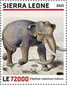 Indian Elephant (Elephas maximus indicus)
