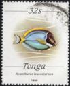 Powder-blue Surgeonfish (Acanthurus leucosternon)