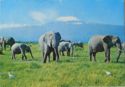Elephant Herd