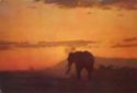 Elephant against Sunrise