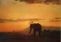 Elephant against Sunrise