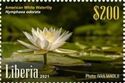 American white waterlily (Nymphaea odorata)