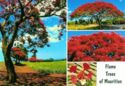 Mauritius - Flame Trees