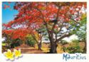 Mauritius - Flame Trees