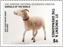 Gulf Coast Native Sheep (Ovis aries)