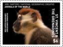 Red Capped Mangabey (Cercocebus torquatus)