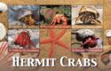 Hermit Crabs (Paguroïdea)