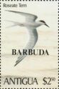 Roseate Tern (Sterna dougallii) in Flight - Overprinted