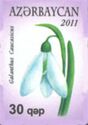 Galanthus Caucasicus