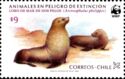 Juan Fernandez Fur Seal (Arctocephalus philippii)
