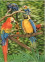 Parrots
