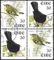 Common Blackbird (Turdus merula), Goldcrest (Regulus regulu