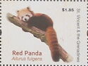 Himalayan Red Panda (Ailurus fulgens)