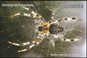 Araneus diadematus