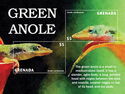 Green Anole