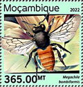 Megachile bombiformis
