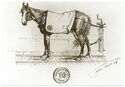 Portrait of a loyal Helper | Horse Tram had up to 101 Horses