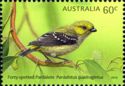 Forty-spotted Pardalote (Pardalotus quadragintus)
