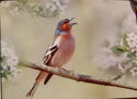 Buchfink - Fringilla coelebs