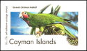 Grand Cayman Parrot (Amazona leucocephala caymanensis)