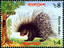 Indian Crested Porcupine (Hystrix indica)