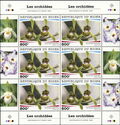 Orchids - Oeceoclades spathulifera