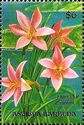 Fairy Lily (Zephyranthes grandiflora)
