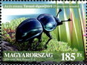 Dor Beetle (Trypocopris vernalis)