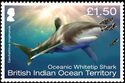 Oceanic Whitetip Shark (Carcharhinus longimanus)