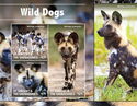 Wild Dogs (Lycaon pictus)