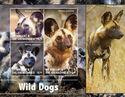 Wild Dogs (Lycaon pictus)