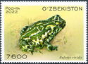 Green Toad (Bufotes viridis)