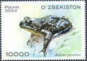 Pevtsov's Toad (Bufotes pewzowi)