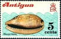 Measled Cowrie (Cypraea zebra)