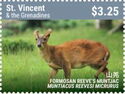 Formosan Reeve's Muntjac (Muntiacus reevesi micrurus)