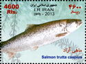Caspian Trout (Salmon trutta caspius)
