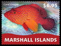 Coral Grouper