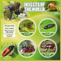 Fauna Insects of the world