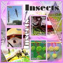 Fauna Insects