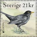 Blackbird (Turdus merula)