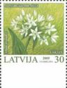 Wild Garlic (Allium ursinum)