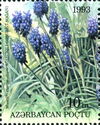 Muscari elecostomum