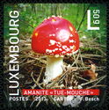 Fly Agaric (Amanita muscaria)