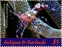 Spotted Cleaner Shrimp (Periclimenes yucatanicus)