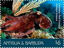 Caribbean Reef Octopus (Octopus briareus)